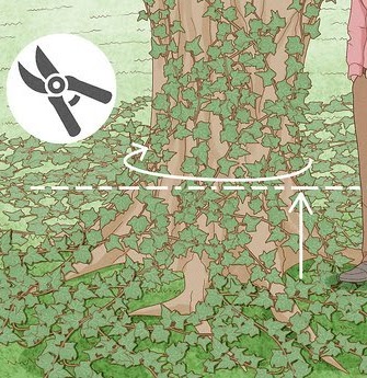 Removing ivy from tree
