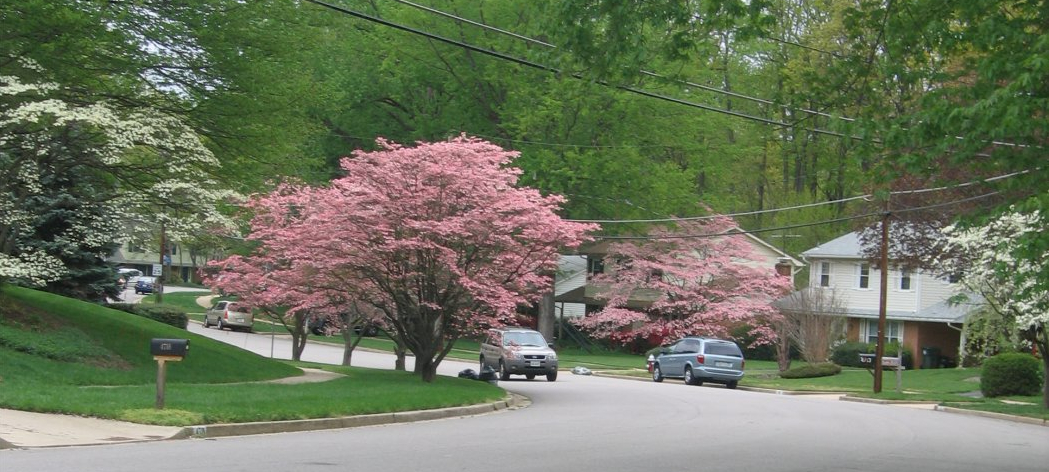The Olde Forge / Surrey Square Neighborhood!