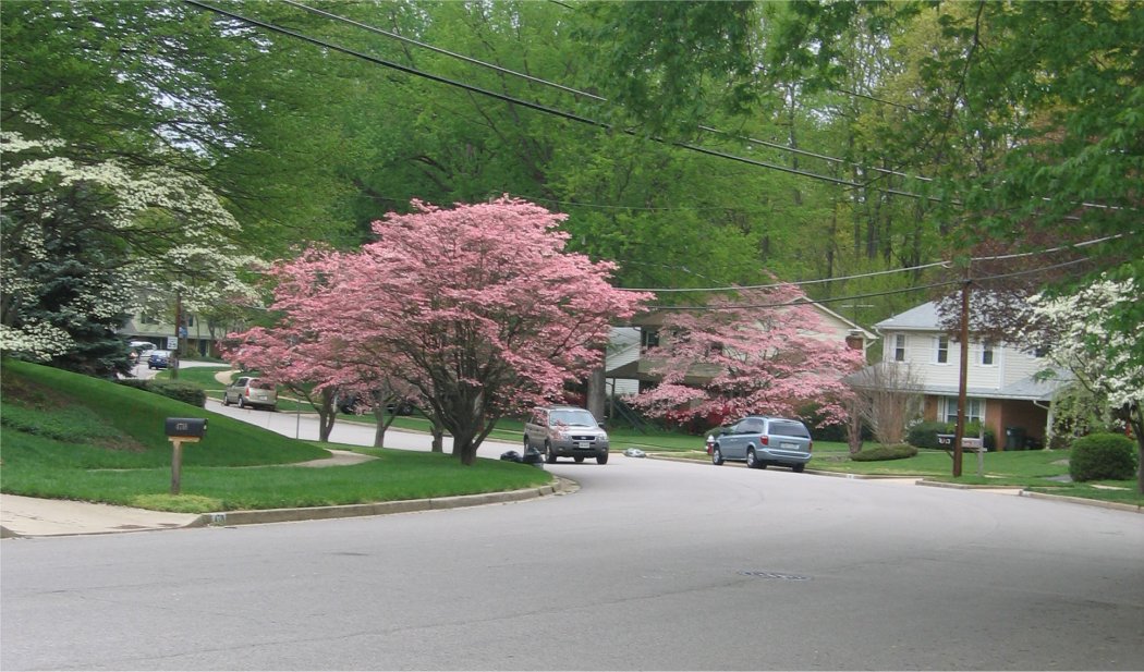 The Olde Forge / Surrey Square Neighborhood!