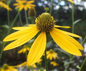Greencut Coneflower