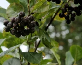 Black Chokeberry