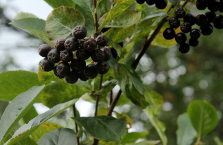 Black Chokeberry (Aronia melanocarpa)