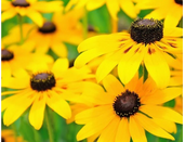 Black-eyed Susan