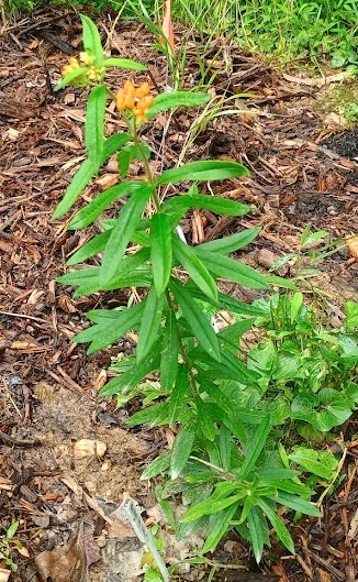 Butterfly Milkweed - OFSS Garden