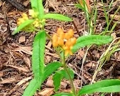 Butterfly Milkweed
