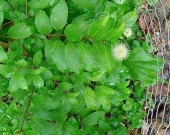 Buttonbush