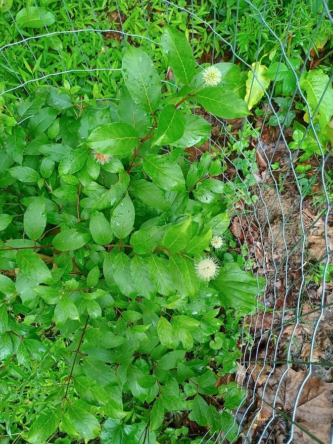 Buttonbush