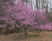 Redbud tree in bloom