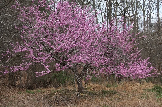 Redbud tree in bloom