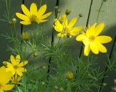 Coreopsis verticillata