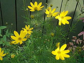 Whorled Tickseed, Coreopsis Verticillata 