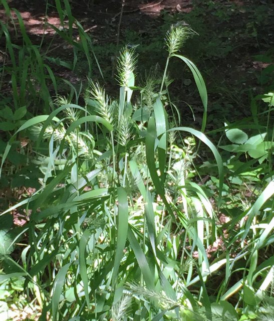 Early WildRye (Elymus macgregorii), photo by Ken Kneidel