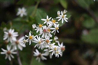 Wood Aster, from Wikimedia Commons by Mets501