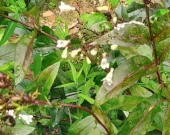 Foxglove Beardtongue