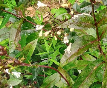 Foxglove Beardtongue in OFSS Garden, June 29, 2026