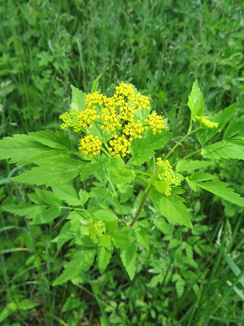 Golden Alexander. Image is by Thomas L. Muller and is unrestricted.