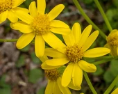 Golden Ragwort