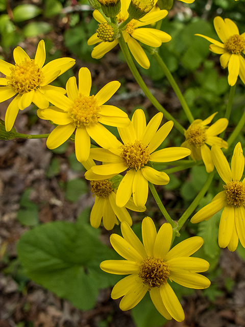 Golden Ragwort, photo by Stephanie Brundage