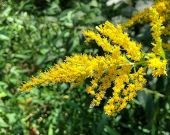 Virginia Goldenrod, Fairfax County