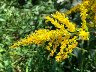 Goldenrod