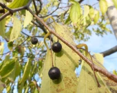 Common Hackberry