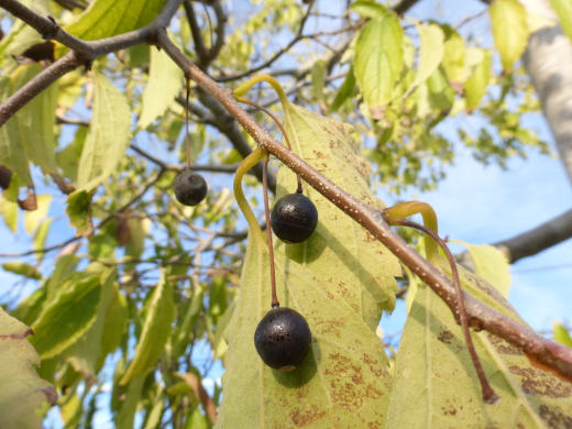 Common Hackberry, photo from Glen Arboretum