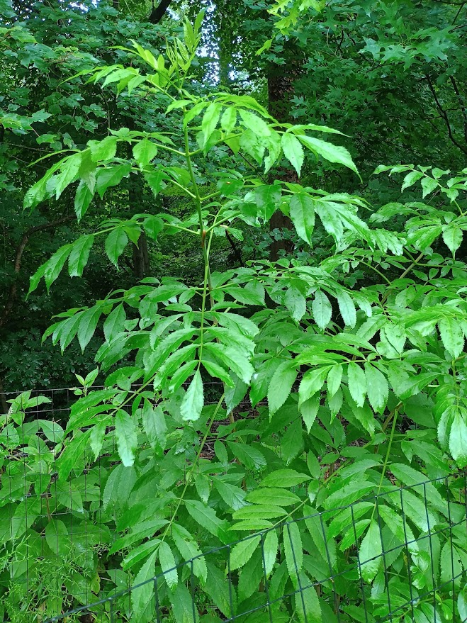 Elderberry?