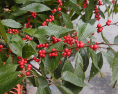 Common Winterberry