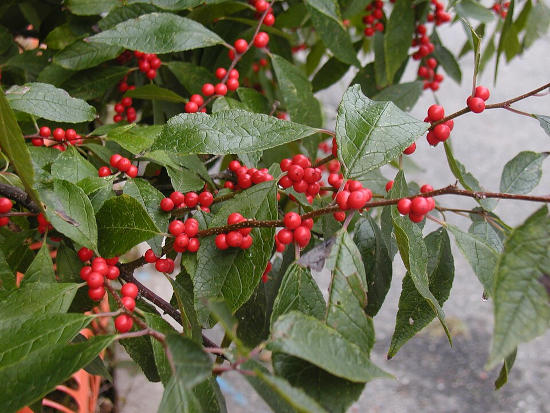 Common Winterberry Berries