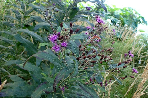 New York Ironweed, V. noveboracensis