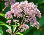 Joe Pye Weed