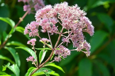 Joe Pye Weed, photo by Joe Shlabotnik