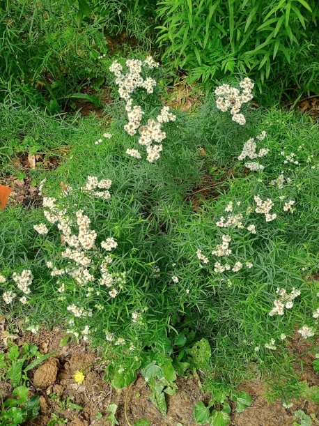 Narrowleaf Mountain Mint