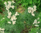 Narrowleaf Mountain Mint