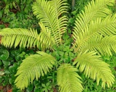 Ostrich Fern