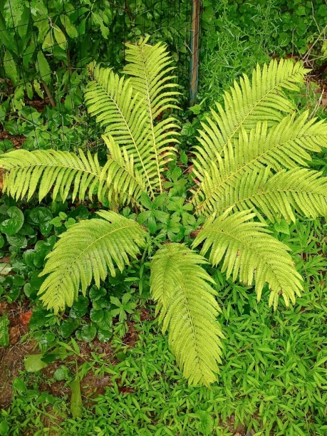 Ostrich Fern