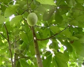 Wild Pawpaw with fruit