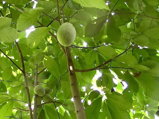 Wild Pawpaw with fruit