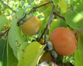 American Persimmon
