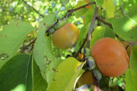 American Persimmon