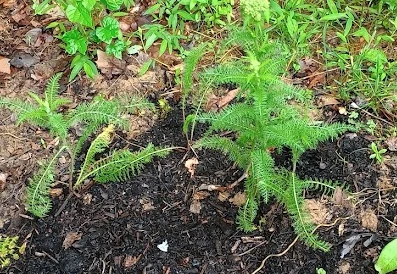 Common Yarrow?