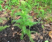 Common Yarrow?