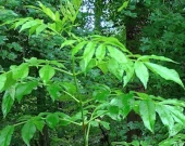 Elderberry?