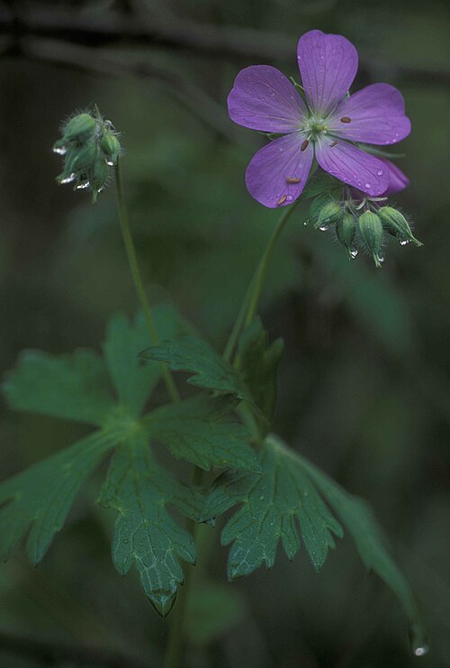 Wild Geranium (Germanium Maculata)