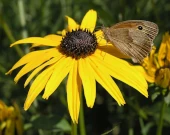 Orange Coneflower