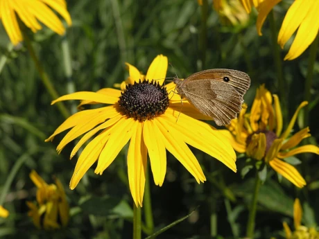 Orange Coneflower