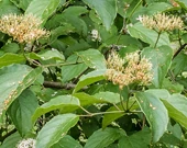 Silky Dogwood 