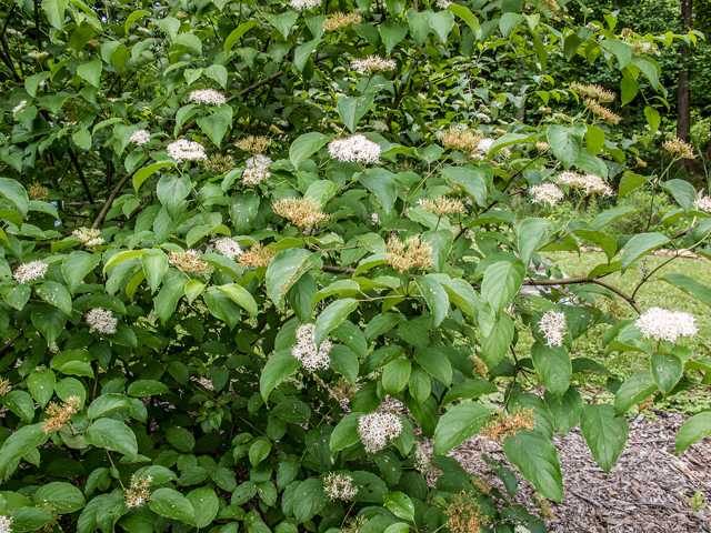 Silky Dogwood