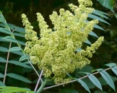 Smooth Sumac