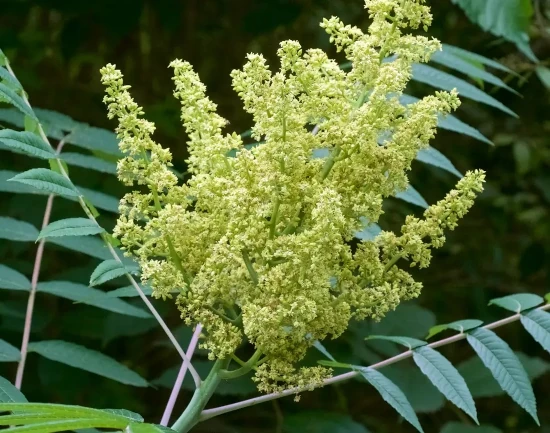 Smooth Sumac in bloom